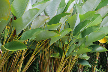 It looks like the home decoration plant Calathea lutea is growing well.