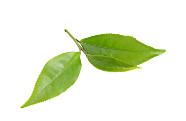 Fototapeta na wymiar tea leaf isolated on transparent png