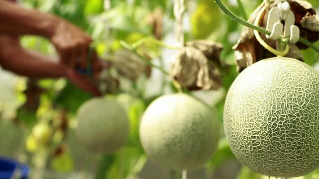 Greenhouse melon farm business : Male farmer working harvesting beautiful melons for harvest in greenhouse organic farm for sale : Selected focus 