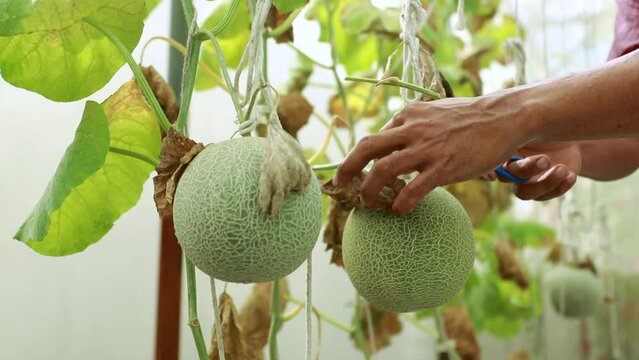Greenhouse melon farm business : Hand of professional asian male farmer using shears to prune fresh melon fruit for harvesting in greenhouse organic farm for sale.