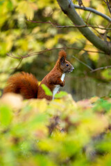 Red squirrel posing portrait autumn
