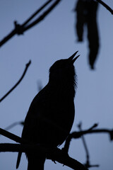 Silhouette starling singing in tree
