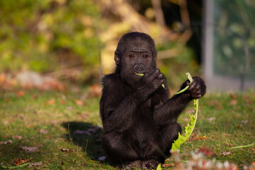 baby silver back gorilla eating feeding
