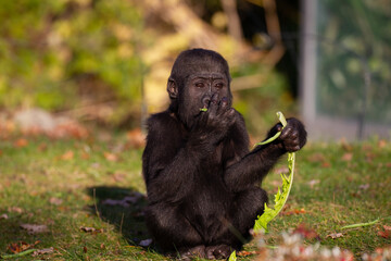 baby silver back gorilla eating feeding
