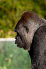 Silver back gorilla African eating studious