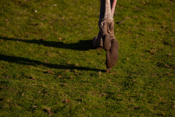 Ostrich foot walking dirty lifted up