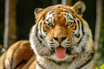 Bengal tiger with his tongue out