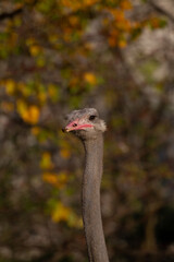 ostrich head looking staring with eyes