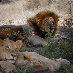 resting lions in the wild