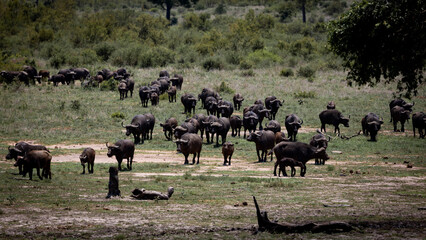 a huge herd of African buffalo approaching