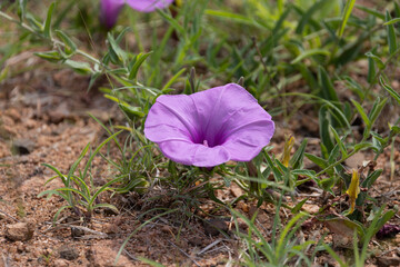 morning glory - a wild flower