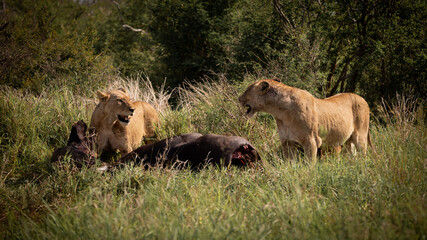 lions feeding on a cape buffalo