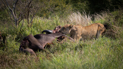 Fototapeta na wymiar lions feeding on a cape buffalo