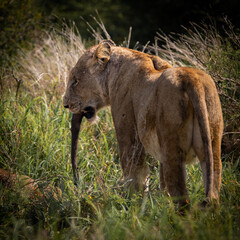 lions feeding on a cape buffalo tail