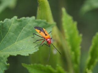 Pyrrhocoris apterus or firebug on gumbo  leaf. 
