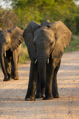 Fototapeta na wymiar Elephant calf on the road 