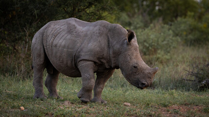 Naklejka premium a young white rhino calf
