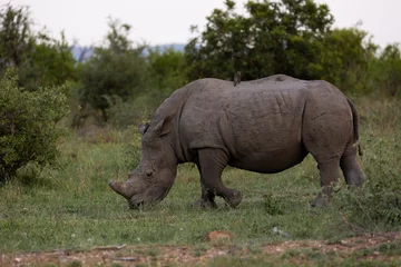 Foto op Plexiglas a young white rhino calf © Jurgens