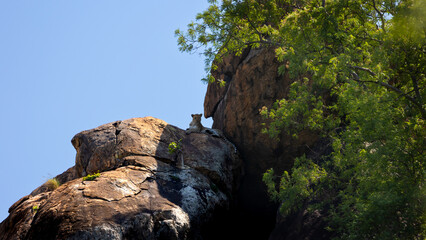 a leopard on a huge boulder