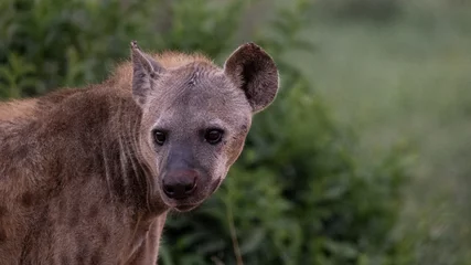 Stof per meter close-up van een gevlekte hyena © Jurgens