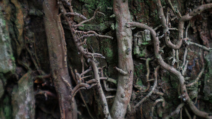 Old roots background with green moss