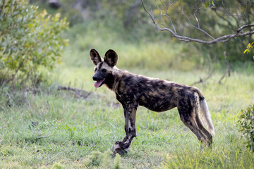 Portrait of an African wild dog