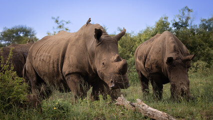 two white rhinos grazing together