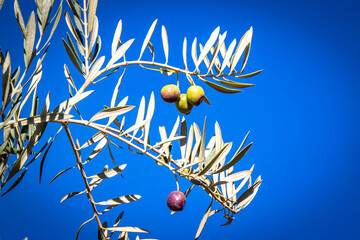 branch with olives, olives against blue sky, morocco, north africa
