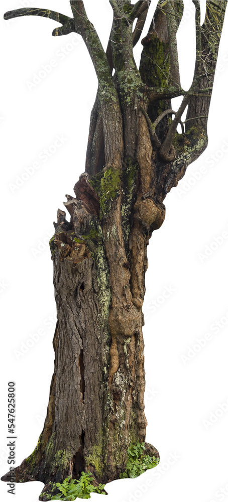 Aufkleber isolated png cutout of a tree trunk on a transparent background
