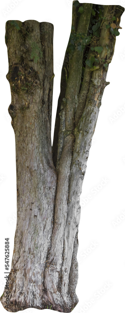 Aufkleber isolated png cutout of a tree trunk on a transparent background