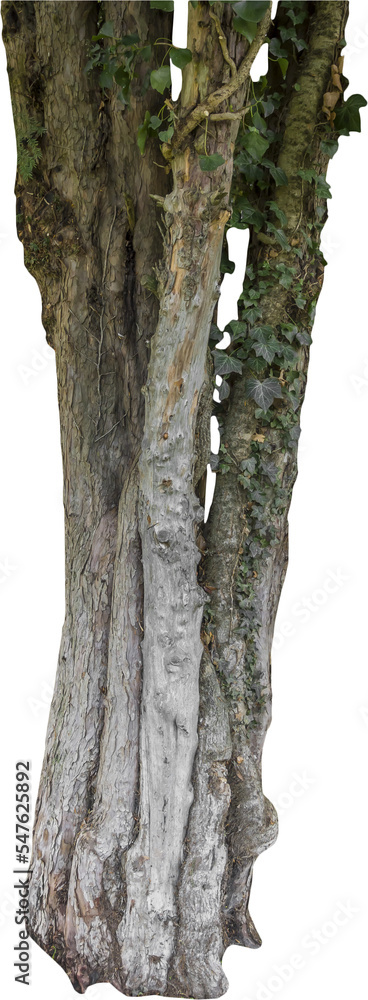 Fototapete Isolated PNG cutout of a tree trunk on a transparent background
