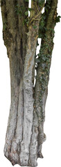 Isolated PNG cutout of a tree trunk on a transparent background