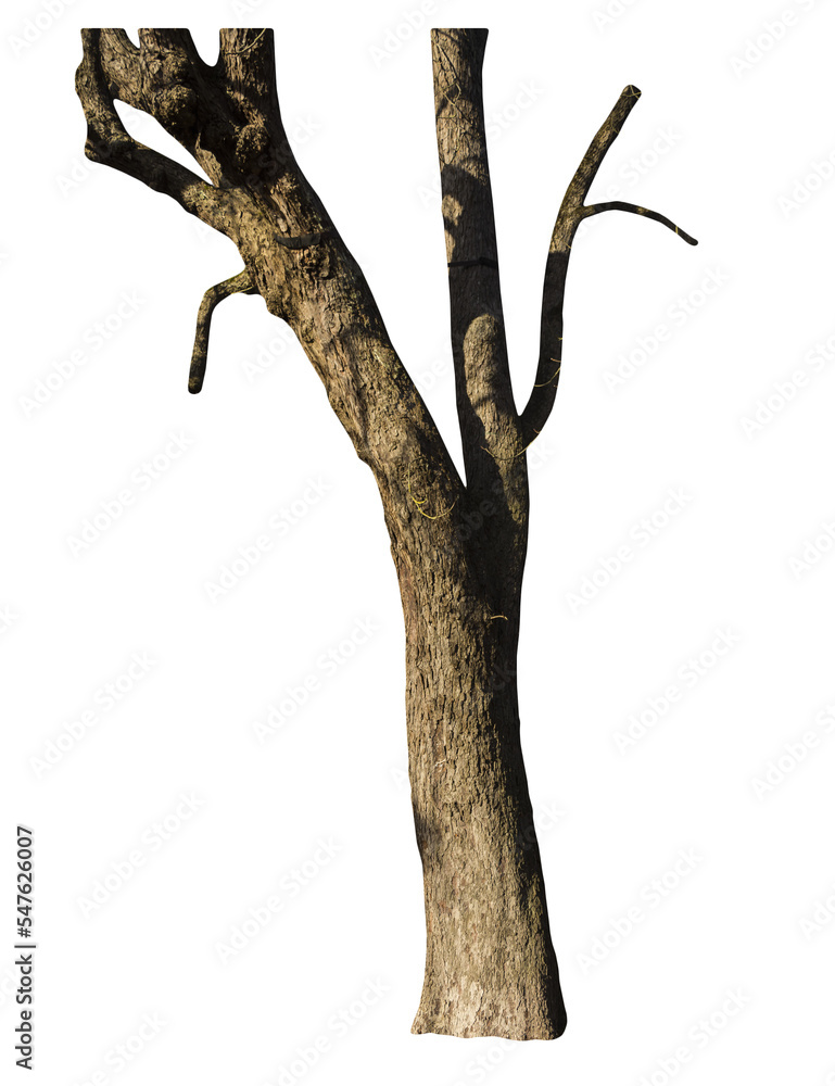 Aufkleber isolated png cutout of a tree trunk on a transparent background