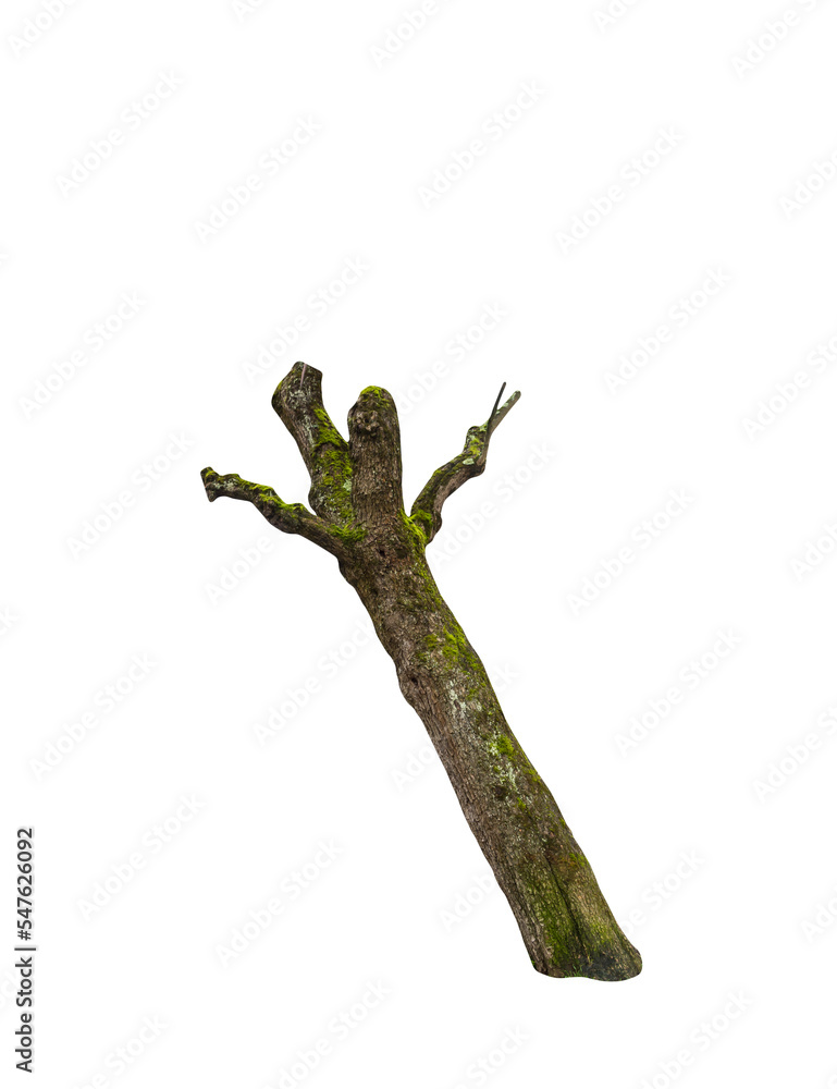 Aufkleber isolated png cutout of a tree trunk on a transparent background