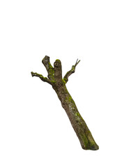 Isolated PNG cutout of a tree trunk on a transparent background