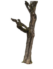 Fototapeta premium Isolated PNG cutout of a tree trunk on a transparent background