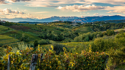 Colorful sunset in the vineyards at the border between Italy and Slovenia - obrazy, fototapety, plakaty