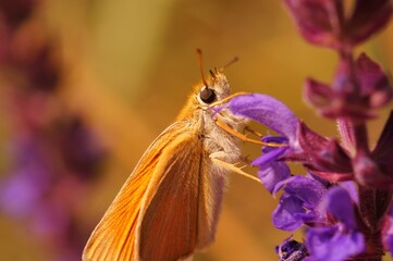 Beautiful little butterfly on sage. Insects in nature. Beautiful wildflowers.