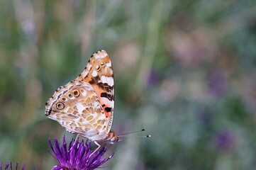 A beautiful butterfly on a flower. Natural background. Beautiful insects.