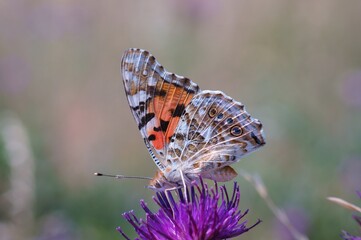 Fototapeta na wymiar A beautiful butterfly collects nectar from wildflowers.