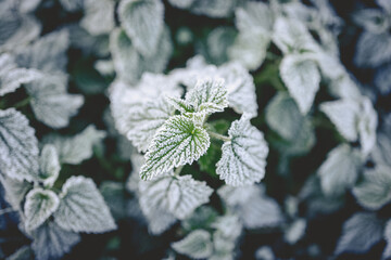 frost on leaves green freezing cold nature 