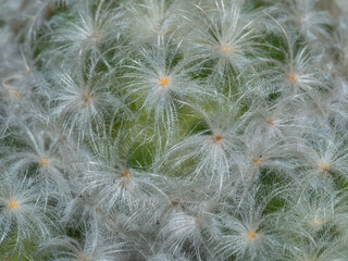 Focus close-up shot on blooming cactus (Mammillaria ). It is touched by moring sunlight.