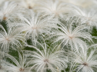 Focus close-up shot on blooming cactus (Mammillaria ). It is touched by moring sunlight.
