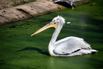 Krauskopfpelikan ( Pelecanus crispus ).