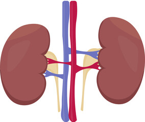 Human body healthy organs two kidneys anatomy
