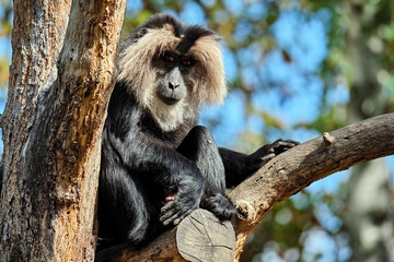 Bartaffe oder Wanderu ( Macaca silenus ).