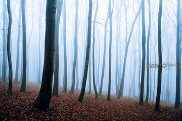Misty forest in the autumn