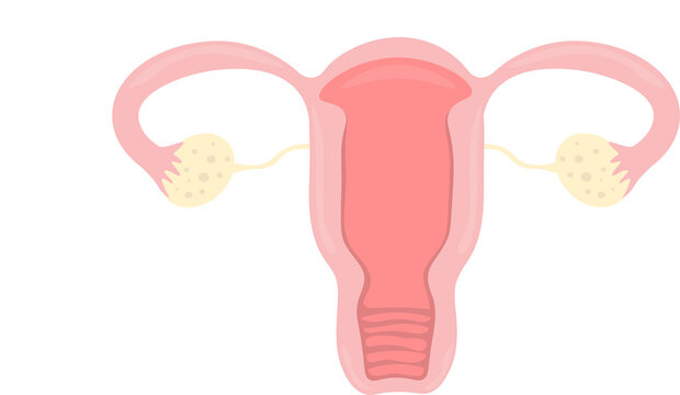 Human body healthy femaly uterus gynecology and reproductology
