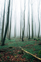 Foggy Forest in spring