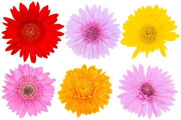 Red and Pink and Yellow Gerbera Daisy on white background.flower on clipping path.